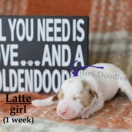 Latte PURPLE COLLAR girl 3500 - Parti female Goldendoodle puppy in Corona, California from Fluffy Puppy Mini Doodles LLC