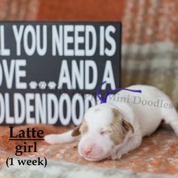 Latte PURPLE COLLAR girl 3500 - Parti female Goldendoodle puppy in Corona, California from Fluffy Puppy Mini Doodles LLC