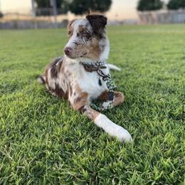 Australian Shepherd All Grown Up from A&K’s Aussies