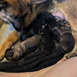 German Shepherd puppies from Legacy German Shepherds