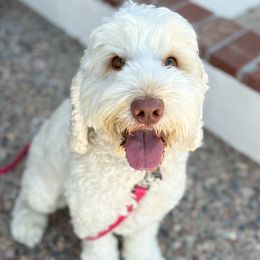 Honey - Australian Labradoodle
