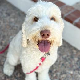 Honey - Australian Labradoodle