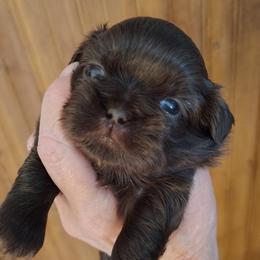 Abbie - now Cleo - Red female Shih Tzu puppy in Palmyra, New York from Karen's Tzus of Palmyra-Macedon