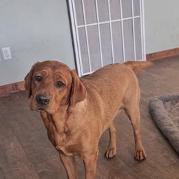Labrador Retriever puppies from Susan Burkey