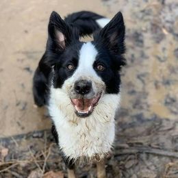 Border Collies and West Highland White Terriers from Lysiane Huber