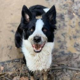 Border Collies and West Highland White Terriers from Lysiane Huber