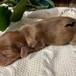 Chocolate Cream Dapple - Dapple female Dachshund puppy in Nampa, Idaho from Long_and_Low_Dachshunds