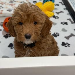 Zack - Apricot male Goldendoodle puppy in Yuciapa, California from AlltheDoodlez_