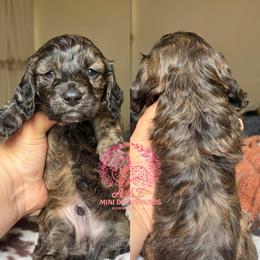 Tinky-Winky - Brindle male Dachshund puppy in Hornbeck, Louisiana from A&Z Mini Dachshunds