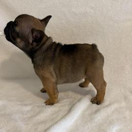 Bubbles - Fawn and white female French Bulldog puppy in Madison, Wisconsin from MadCity Frenchies