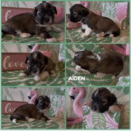 AIDEN - AKC - Chocolate sable male Havanese puppy in Verden, Oklahoma from Holcombs Puppy Ranch