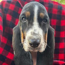 Yvonne - Black tan and white female Basset Hound puppy in Cleveland, Tennessee from Smokey Mtn Bassets