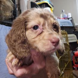 Mocha's dapple 3 - Dapple female Dachshund puppy in Lyle, Washington from Wines Wienery