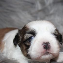 Boy 1 - Red and white male Shih Tzu puppy in Craig, Colorado from Rocky Mountain Shih Tzus and Dry Creek Miniature Dachshunds