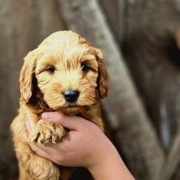 Reef - Red  male Goldendoodle puppy in Mohnton, Pennsylvania from Stony Meadow Puppies