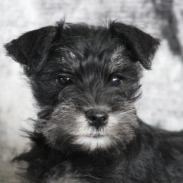 Miniature Schnauzers from Crooked Tree Ranch