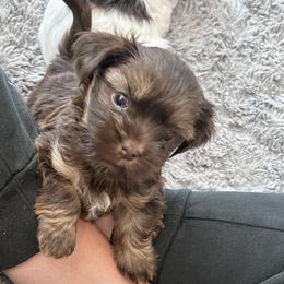 Brownie - Gold male Shihpoo puppy in Denver, Colorado from Angel babies