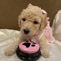Adora - Apricot female Poodle puppy in Mobile, Alabama from Semmy’s Standard Poodle LLC