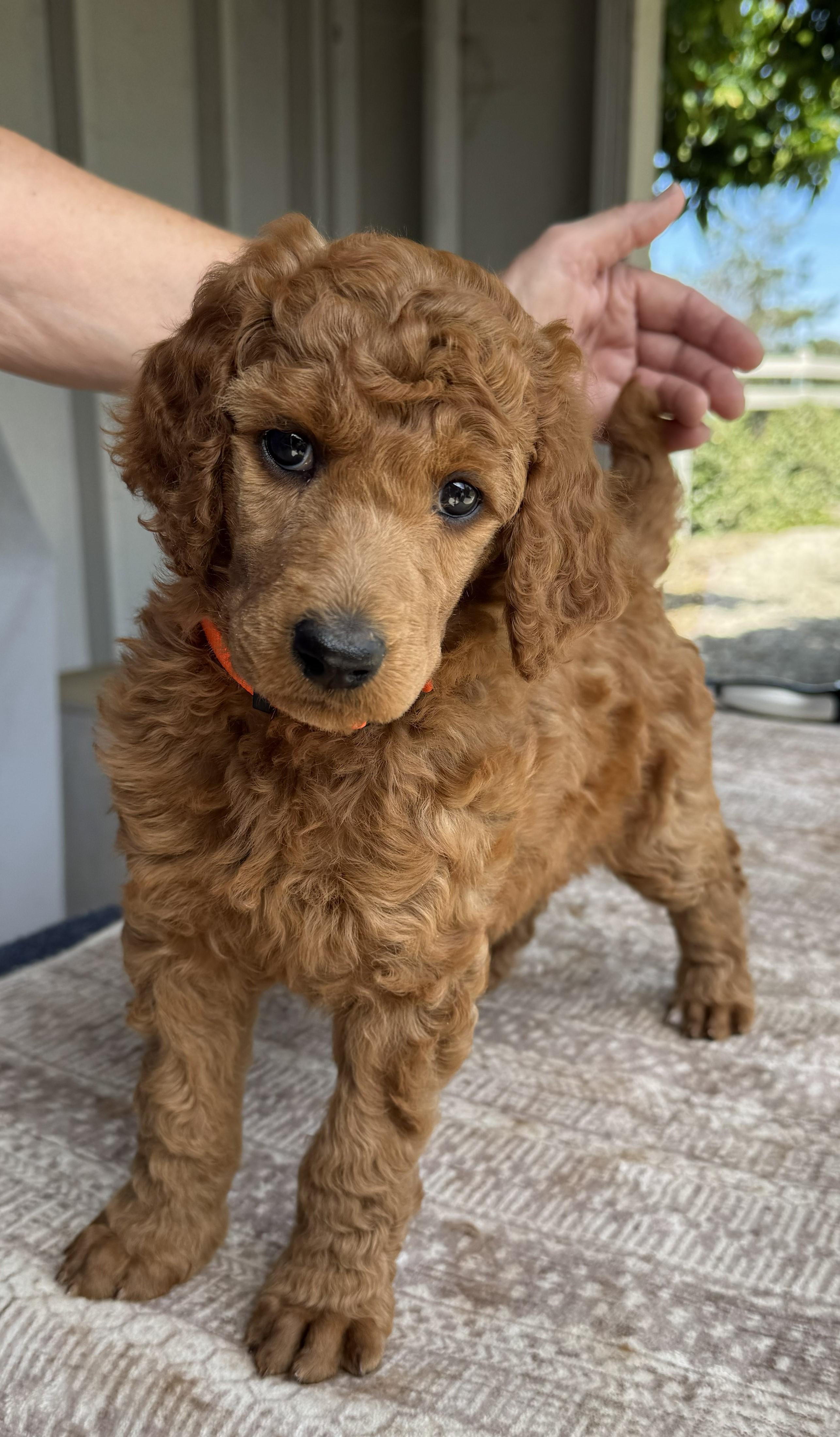 Choice Red Standards in California | Poodle puppies | Good Dog