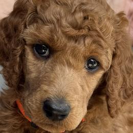 Poodles from Leanne Pearson