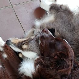 Miniature Australian Shepherd All Grown Up from Wild West Aussies