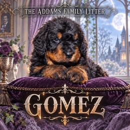 Gomez - Tri-color male Bernedoodle puppy in Westminster, South Carolina from Goldendoodlepuppiessc