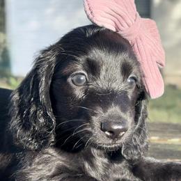 Landry - Black female Dachshund puppy in Brenham, Texas from 1 Moore Dachshund