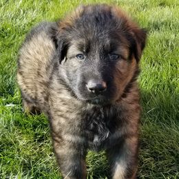 Shiloh Shepherds from RichHill Shiloh Shepherds