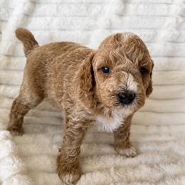 KitKat - Cream male Poodle puppy in Calimesa, California from Teakwoodpoodleofsocal