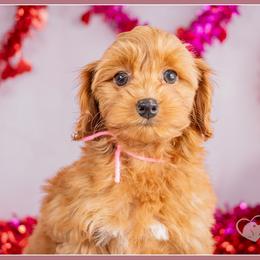 Rosie - Red female Cockapoo puppy in Connersville, Indiana from Deaz Doodle Ranch