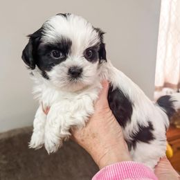 German Shepherd and Shih Tzu Puppies from Carlson Hill Farm