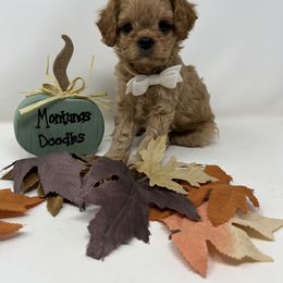 Igor - Red male Cavapoo puppy in Columbus, Montana from Montanas Mountain Bernedoodles