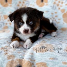 Odin - Red tri male Toy Australian Shepherd puppy in Liberty Hill, Texas from Pistol Paws Aussies