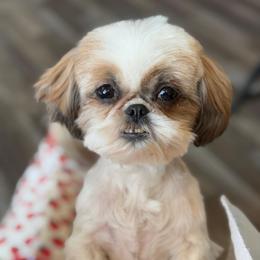 Morgan - Shih Tzu