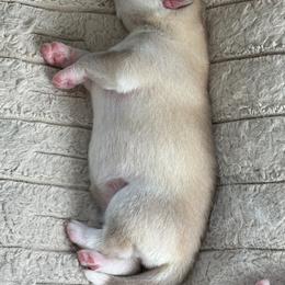 Girl 1 - Gold - Sable and white female Siberian Husky puppy in Independence, Wisconsin from Hito's Huskies