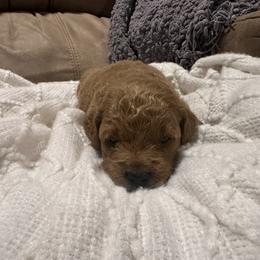 Blaze - Apricot male Goldendoodle puppy in Graham, North Carolina from Geise Meadow Doodles