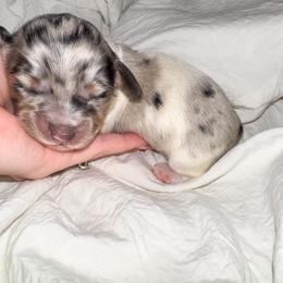 Fred - Dapple male Dachshund puppy in Eufaula, Alabama from B’s Dachshunds
