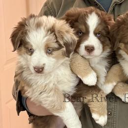 Miniature American Shepherds and Miniature Australian Shepherds from Bear River Ranch LLC