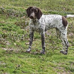 German Shorthaired Pointer All Grown Up from Cedarhills