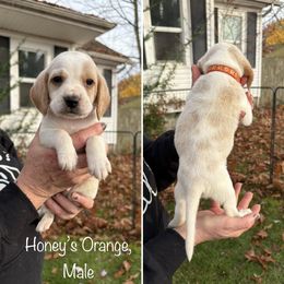 Honeys Orange Collar - Lemon and white male Beagle puppy in Brothers, Oregon from Beagles on the Run