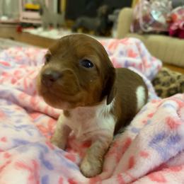 Susie - Piebald female Dachshund puppy in Lake City, Florida from My Ditzy Doxies of Florida