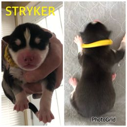 Boy 1 - Stryker - Black and white Siberian Husky puppy in York Springs, Pennsylvania from Sunny Ridge Siberians