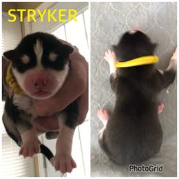 Boy 1 - Stryker - Black and white Siberian Husky puppy in York Springs, Pennsylvania from Sunny Ridge Siberians