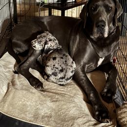 Great Dane Puppies from Ashli’s Great Danes