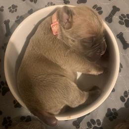 Formentino Female 2 - Fawn female Cane Corso puppy in Clewiston, Florida from Far From Average Kennels