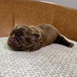 Girl 3 - Chocolate female Shih Tzu puppy in Groveland, Florida from Jenny's Shih Tzus