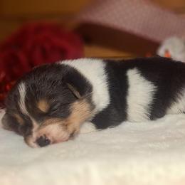Cassiopeia - Black and white female American Corgi puppy in Gouverneur, New York from St. Lawrence Corgis