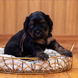 Chocolate Cosmos: Cosmo - Black and tan male Cavapoo puppy in Fairfield, Illinois from Positively Doodles