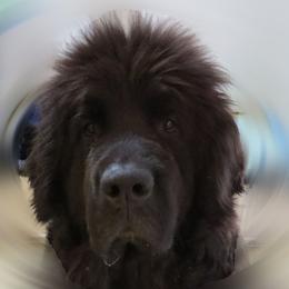 Daryna - Newfoundland