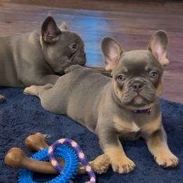 Dakota - Tricolors female French Bulldog puppy in Spokane, Washington from Lilac City Frenchies